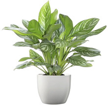 Chinese bies in pot
