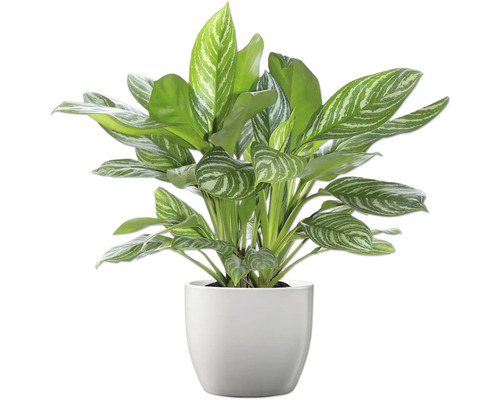 Chinese bies in pot