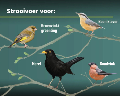 Illustratie van groenling, boomklever, merel en goudvink op takken voor strooivoer informatie