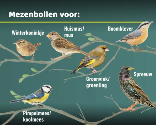Afbeelding van verschillende vogelsoorten op een tak
