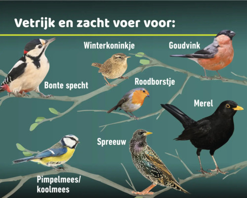 Illustratie van verschillende vogelsoorten zoals bonte specht, winterkoninkje, goudvink, roodborstje, merel, pimpelmees en spreeuw