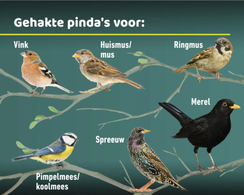 Afbeelding van verschillende vogelsoorten op takken