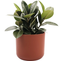 Kamerplant rubberplant in een plantenbak