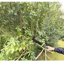Een persoon gebruikt een takkenzaag om een struik in de tuin te snoeien.