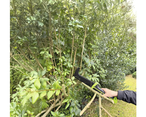 Een persoon gebruikt een takkenzaag om een struik in de tuin te snoeien.