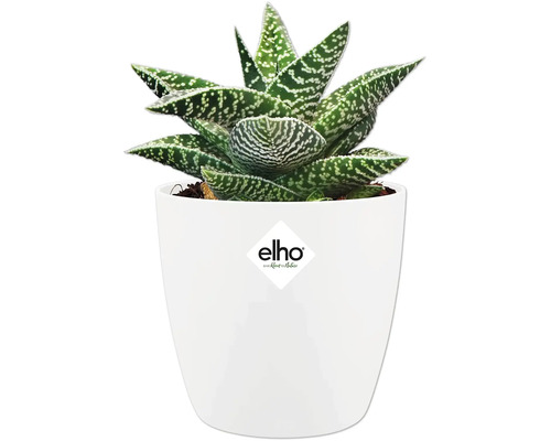 Gasteria in witte pot met Elho logo
