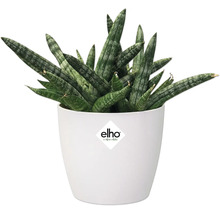 Sansevieria plant in witte pot met Elho logo