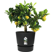 Mandarinenboom in pot