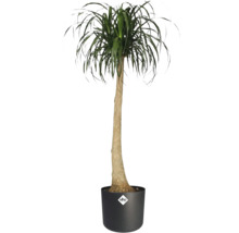 Olifantspoot in pot met Elho logo