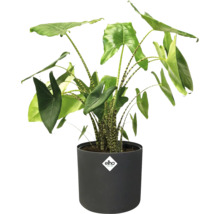 Alocasia plant in een pot met Elho logo