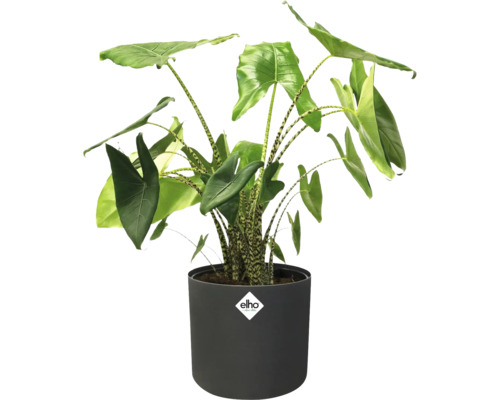 Alocasia kamerplant in pot met Elho logo