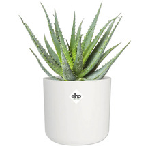 Aloë Vera plant in witte pot met Elho logo