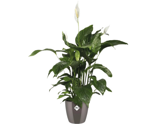 Lepelblad plant in pot