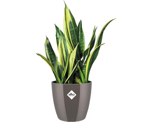 Sansevieria kamerplant in pot met Elho logo