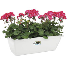 Balkonbak met roze geraniums