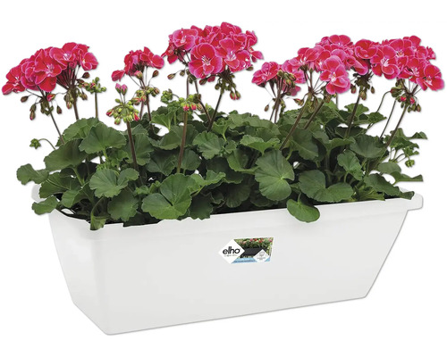 Balkonbak met roze geraniums