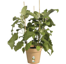 Aubergineplant in een pot met plantensteunen
