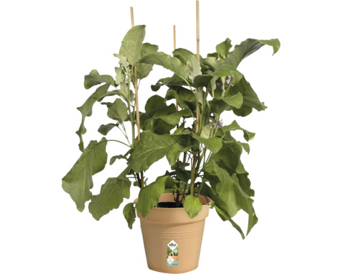 Aubergineplant in een pot met plantensteunen