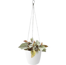 Hangplant in een witte pot