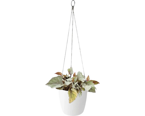Hangplant in een witte pot