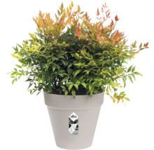 Nandina dwergvorm in pot