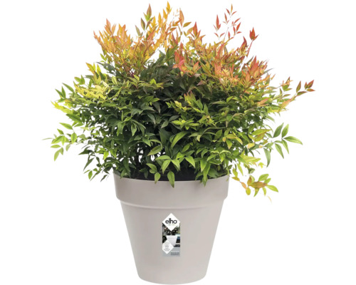 Nandina dwergvorm in pot