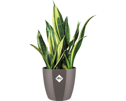 Sansevieria in een pot met Elho logo