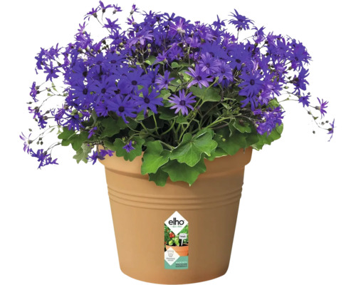 Blauwe margriet in pot