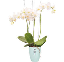 Witte orchidee in pot