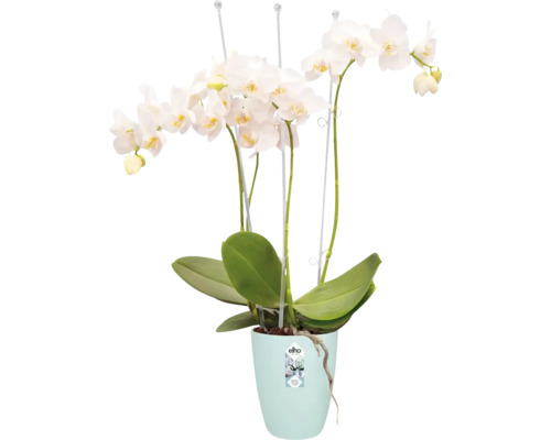 Witte orchidee in pot