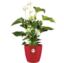 Anthurium plant in rode pot met Elho logo
