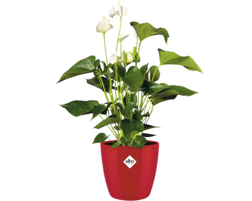 Anthurium plant in rode pot met Elho logo