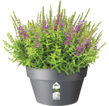 Bloempot met bloeiende planten