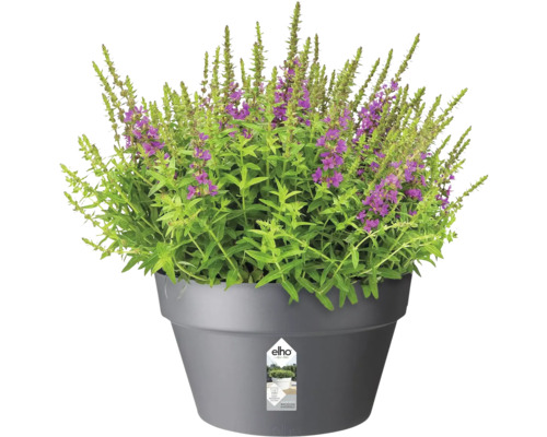 Bloempot met bloeiende planten