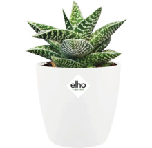 Gevlekte Aloë in witte pot met Elho logo