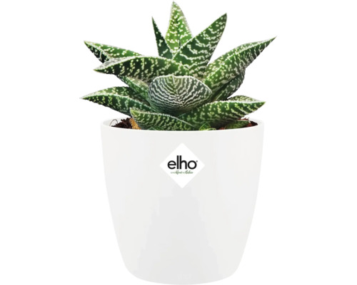 Gevlekte Aloë in witte pot met Elho logo