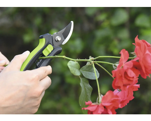 Tuinschaar knipt rozenstruik