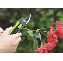 Tuinschaar knipt rozenstruik
