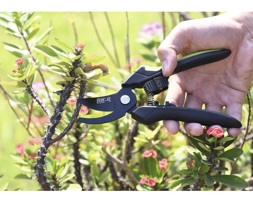 Tuinschaar snijdt een stekelige tak