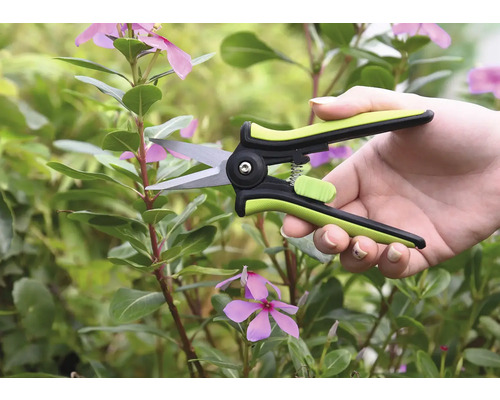 Een persoon snoeit een scheut van de Vinca met een snoeischaar