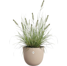 Gras in een Elho bloempot