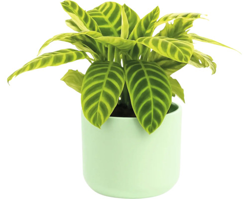 Calathea kamerplant in een pot