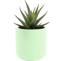 Zebra haworthia in pot