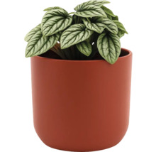 Peperplant in een pot