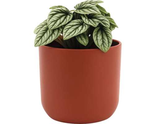 Peperplant in een pot
