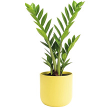 Zamioculcas kamerplant in een pot