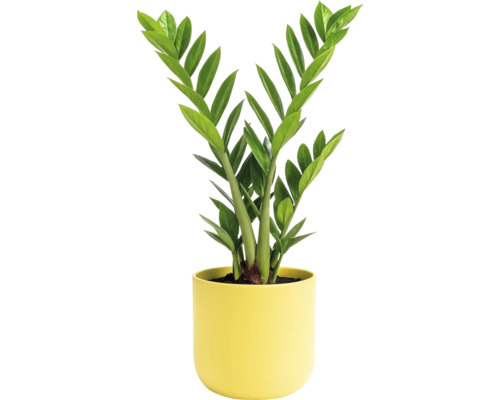 Zamioculcas kamerplant in een pot
