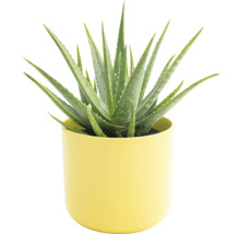 Aloe vera plant in een pot