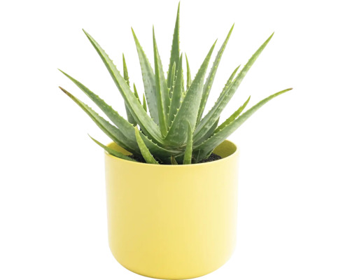 Aloe vera plant in een pot