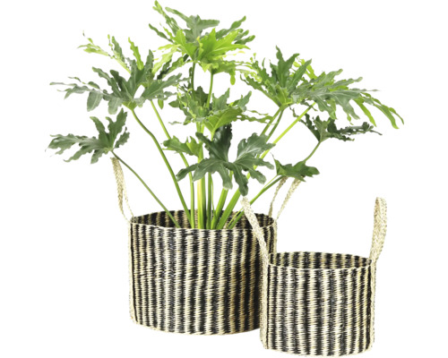 Twee gevlochten manden met handvatten, waarvan één met een plant